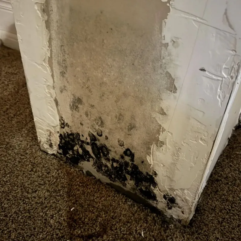 Professional Mold Removal in Spur, TX
